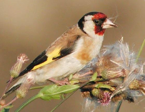 Carduelis Carduelis by © Jarmo Holopainen, Finland, 2002.